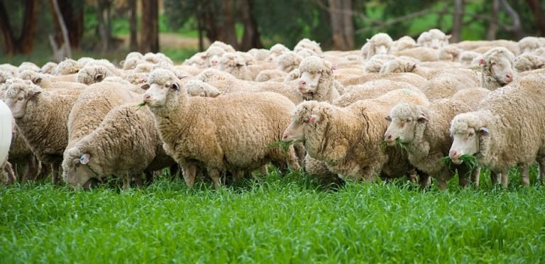 Scientists Grow Sheep Embryos with Human Cells to Yield Breakthrough ...